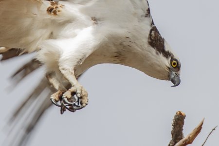 Een Osprey (visarend) in de landing net voor het nest